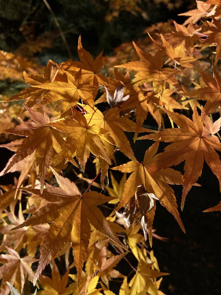 楓之絆----京都大阪賞楓_2967335