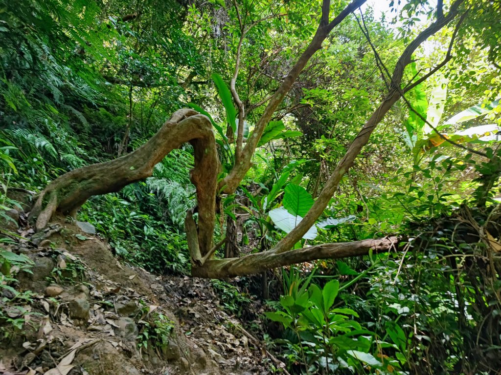 石牛山-小百岳#25-新竹縣關西區_2236776