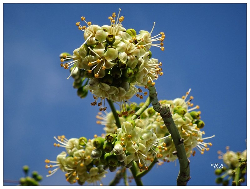 台中/吉貝木棉的花開_1231859