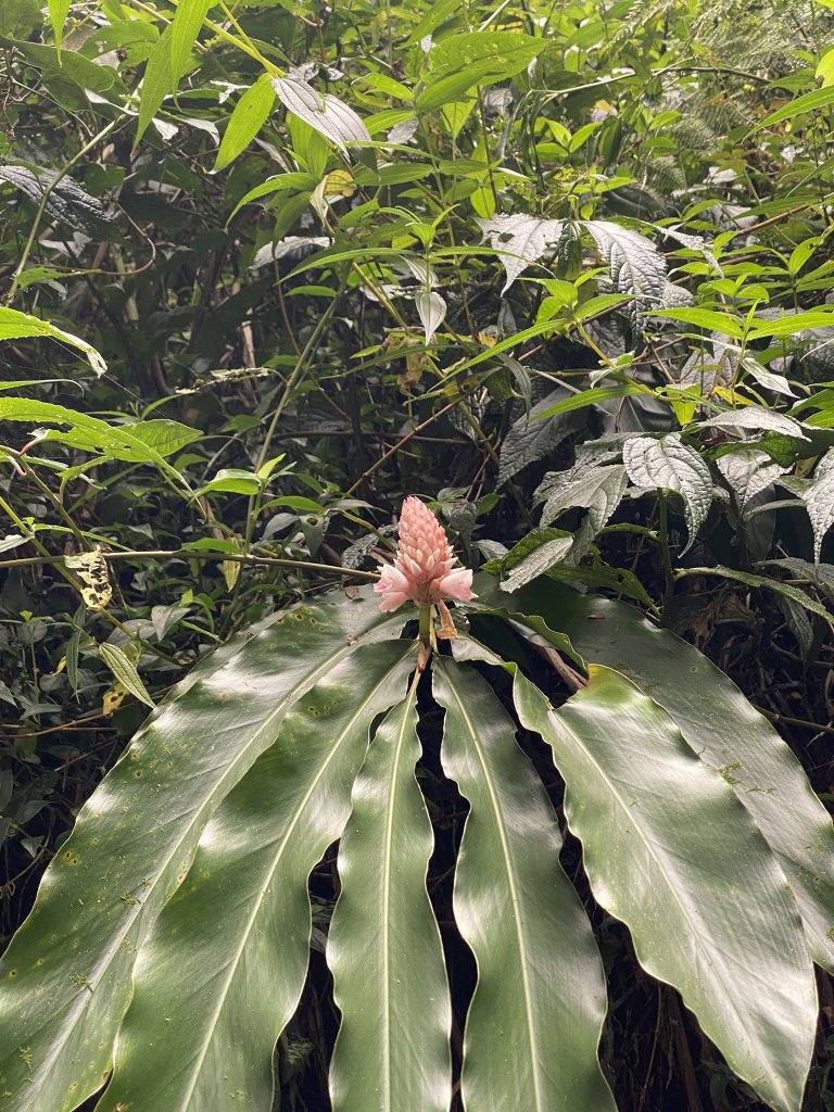 20240420 溪頭自然教育園區_2485356