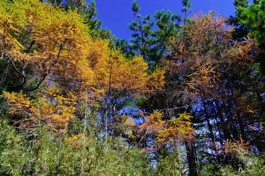 【步道小旅行】郡大山_2068