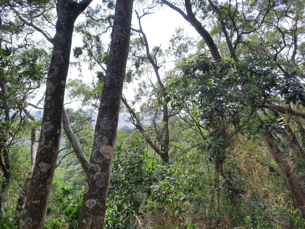 一日大坑_1030078