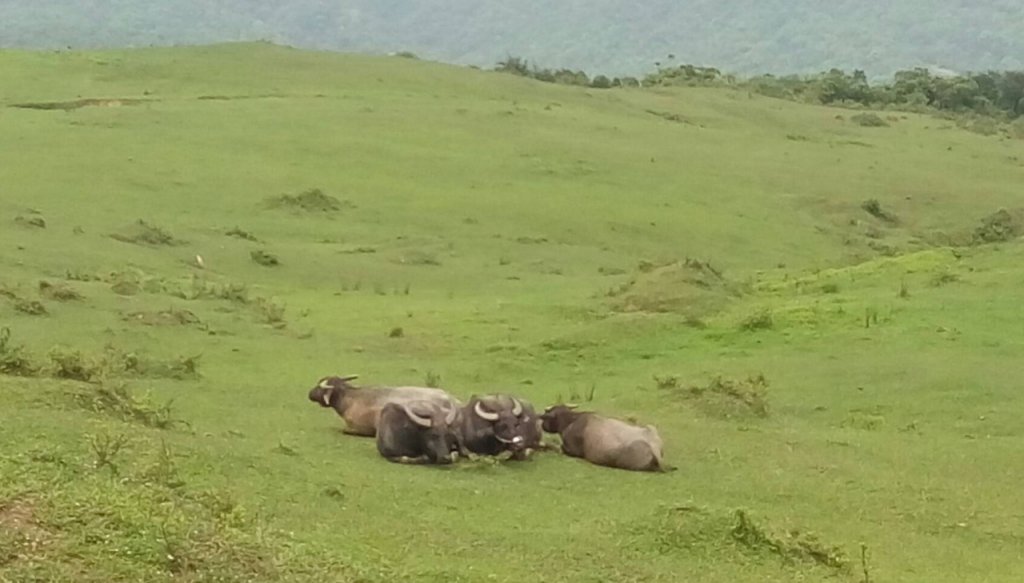 2021/04/01桃源谷大溪+草嶺福隆連走封面圖