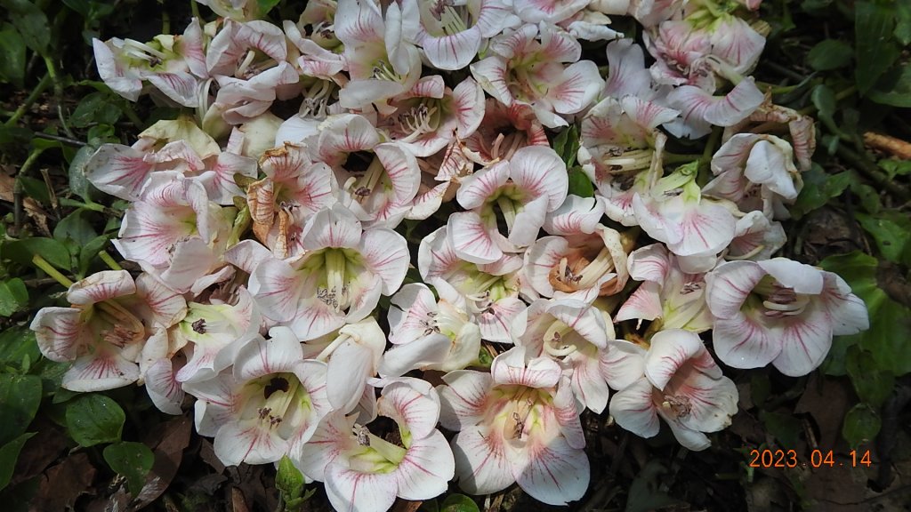 邂逅江湖傳說已久鐘萼木(據說冰河孓遺植物)，再見差強人意的月光/日出雲海_2112271