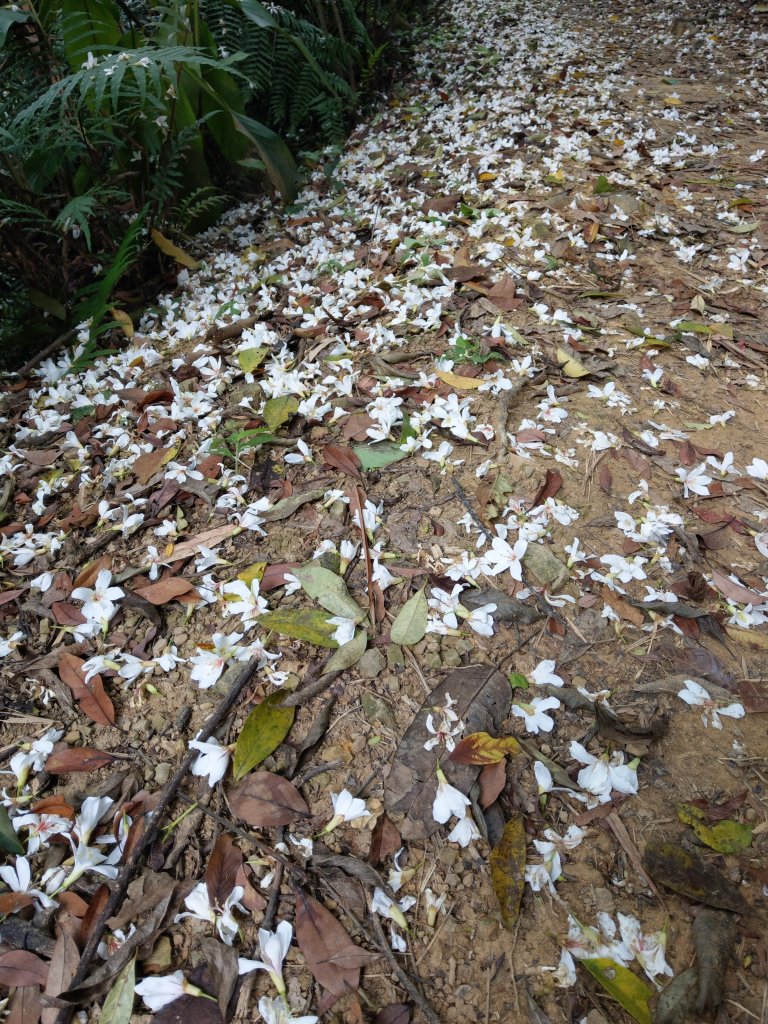 和美山登山步道。全台唯一人力擺渡 (2021/4/4)_1413226