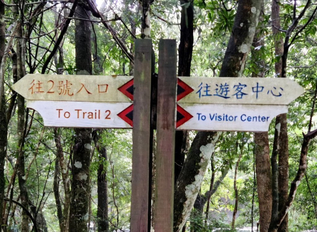 【中級山縱走】觀雪縱走（雪見大板根，仰天神木，北坑山，司馬限林道）_2741229