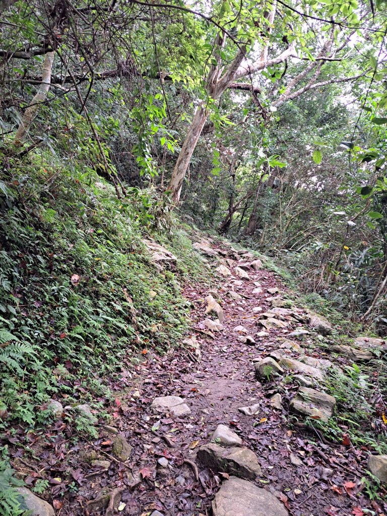 砂卡礑二日行D1：得卡倫步道→大禮部落→砂卡礑林道→立霧山→大同部落20231202_2368233