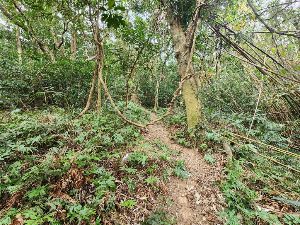 20260223柯子湖山菜堂山尖山沙湖壢山與寶山水庫基石_3012596