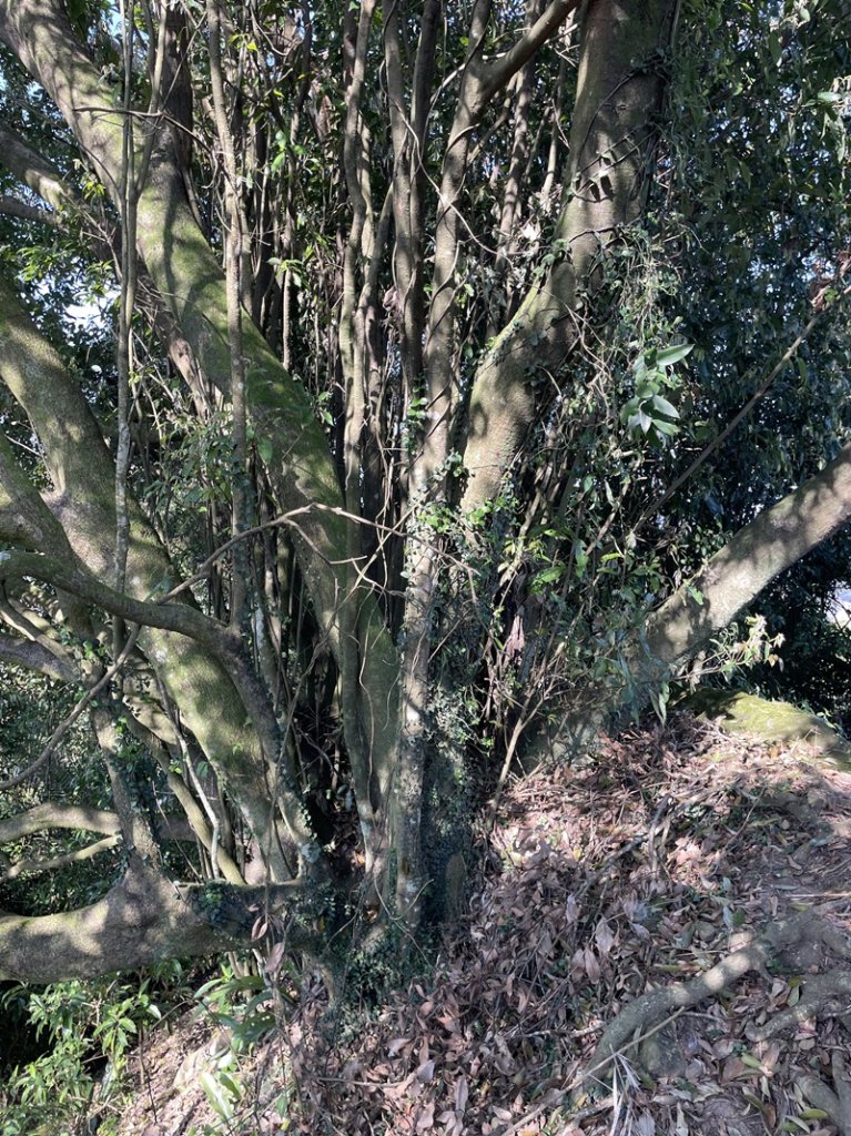 王公坑山血藤花_2745584