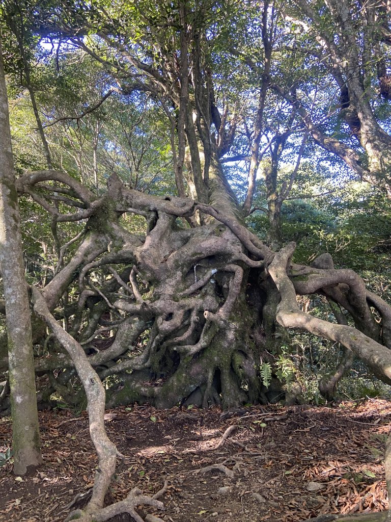 114.11.16 北得拉曼追黃金山毛櫸_2937884