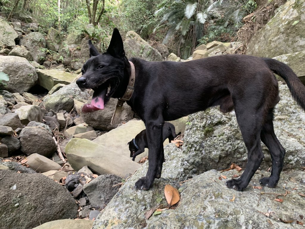 20260124屏東老佛山-老佛山南峰封面圖