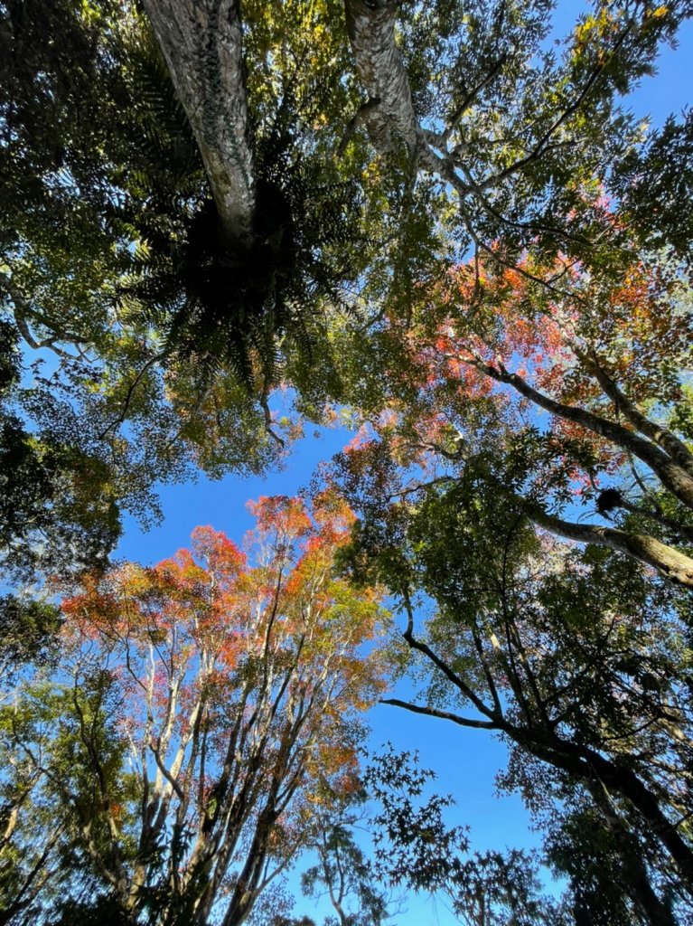 馬那邦山賞楓趣_1549549