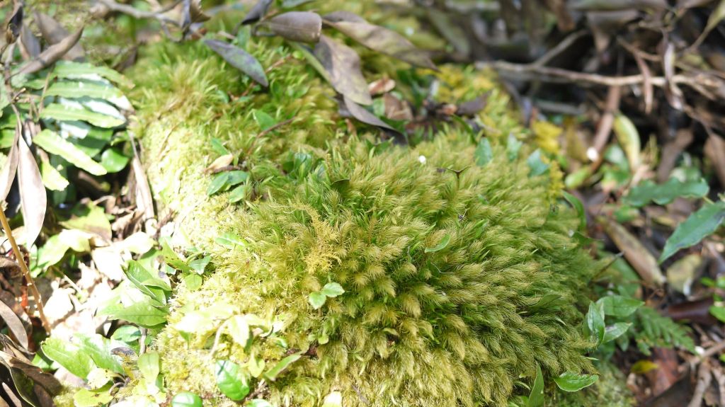 米羅山之木_292849