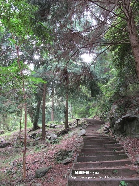 【台中。和平】 與大自然深呼吸。八仙山國家森林遊樂區步道群_1427342