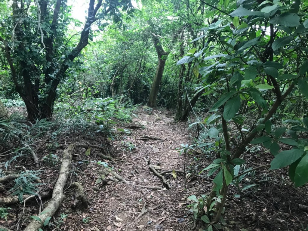 午後山區溜達封面圖