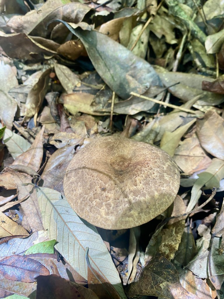 醜崠山納涼趣    2024/6/23_2534874