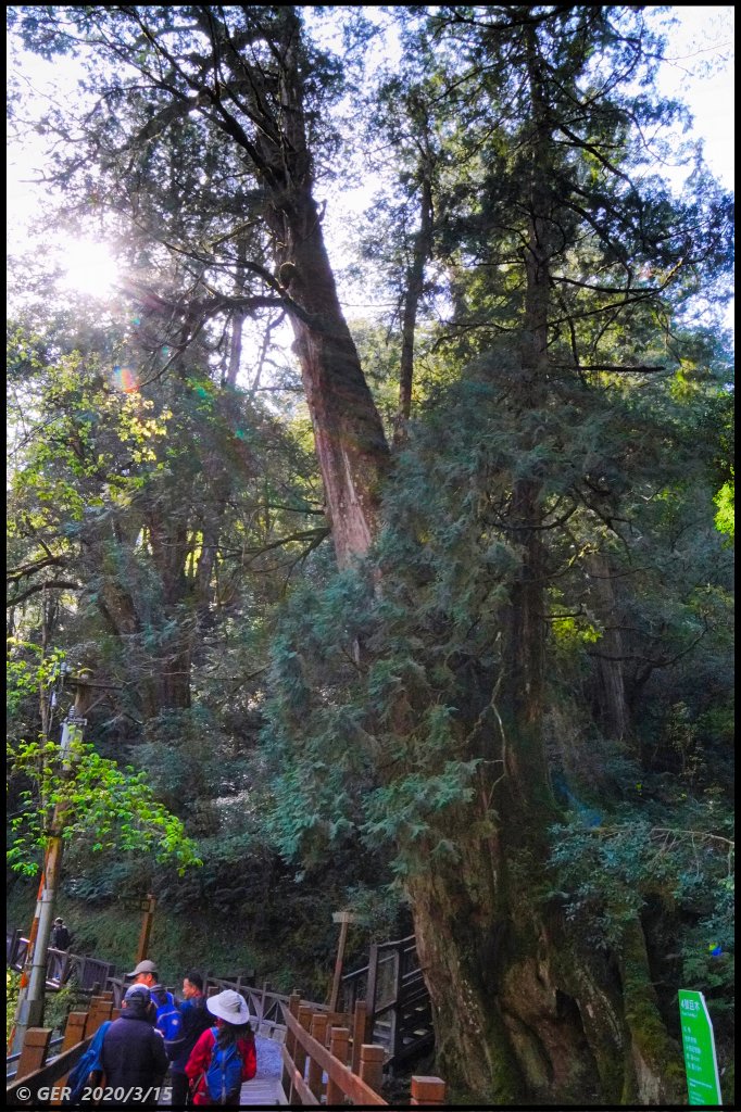 全台最大的紅檜森林 ~ 拉拉山巨木群_885530