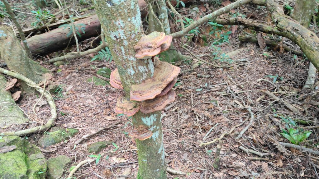 嚼嚼斯古道部落探勘鱉頭山~象山 2024年9月28日_2615674