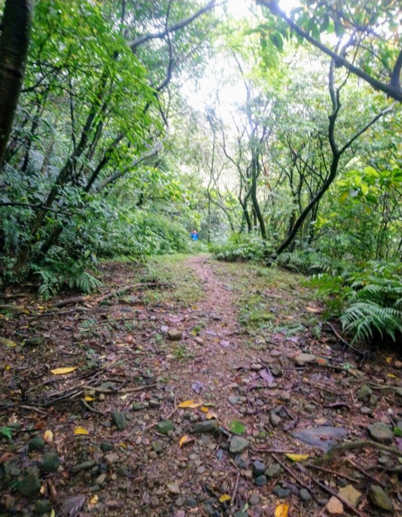 姜子寮山（小百岳）、旗尾崙山O走_917204