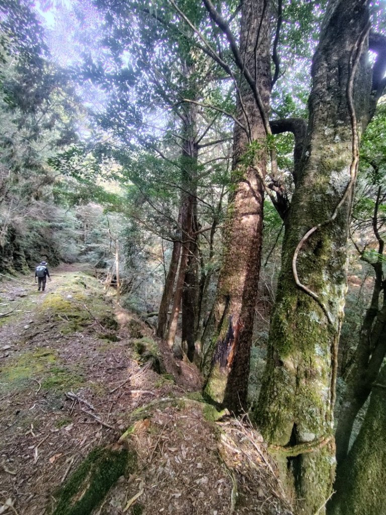 東埔走八通關古道訪龍貓公車繞對關山O型_2962994