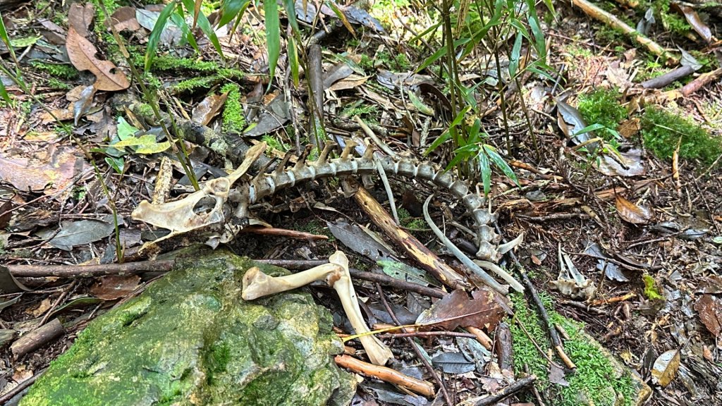 觀雪縱走_2836072