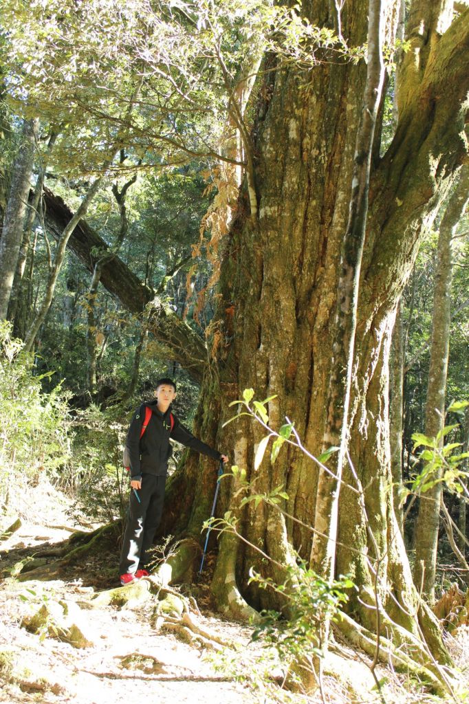 105.12.10 台中 稍來山楓中的饗宴_191103