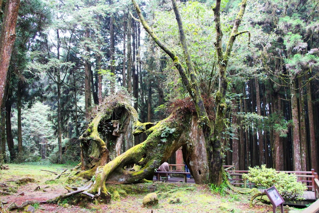 阿里山櫻花 唯美詩韻 ~ 高山+鐵道+神木+湖水 ..._265560