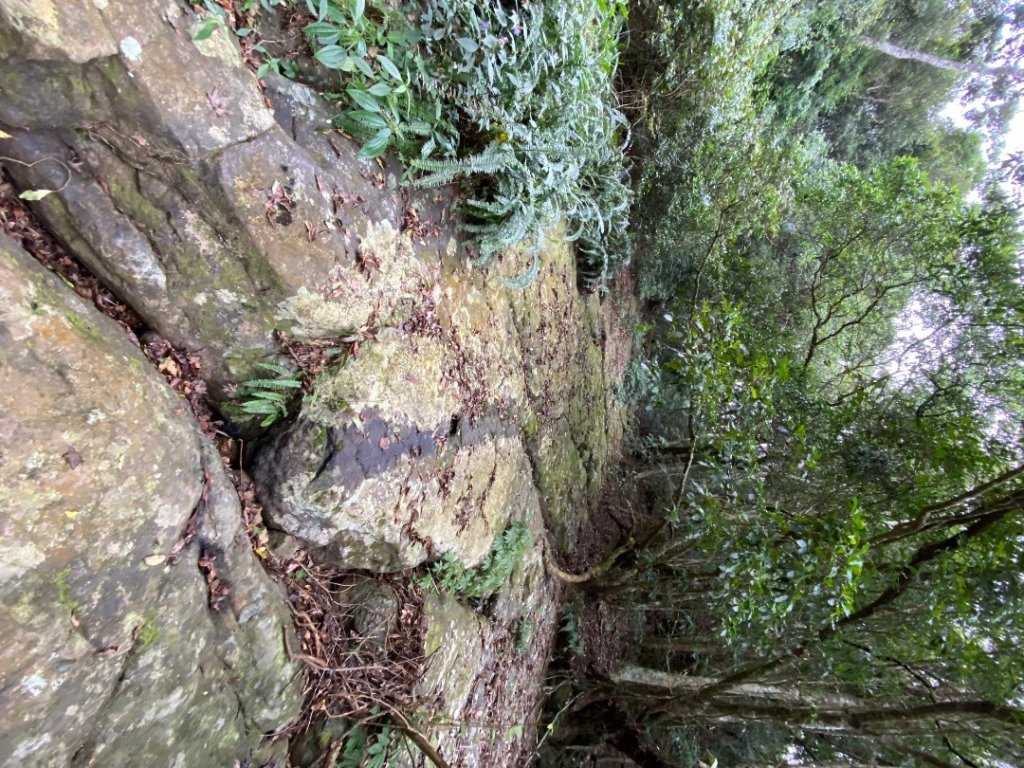 037苗栗泰安-馬那邦山_2604668