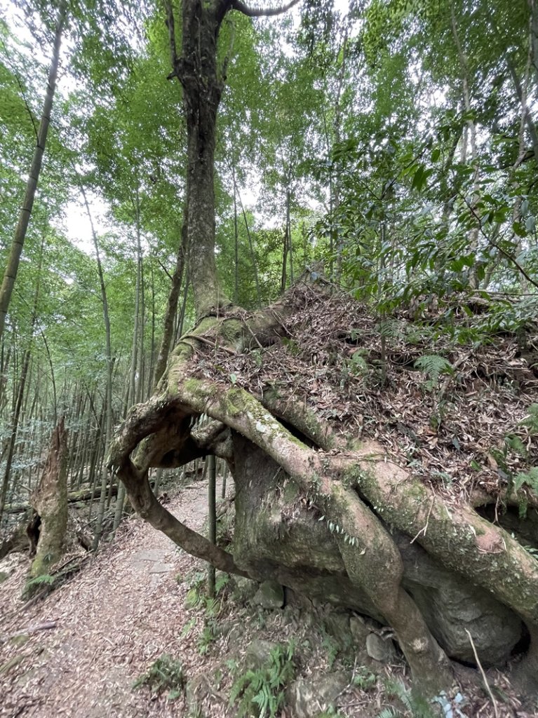 金鳳縱走_2992134