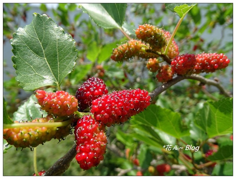 鵝鑾鼻/燈塔步道_635146