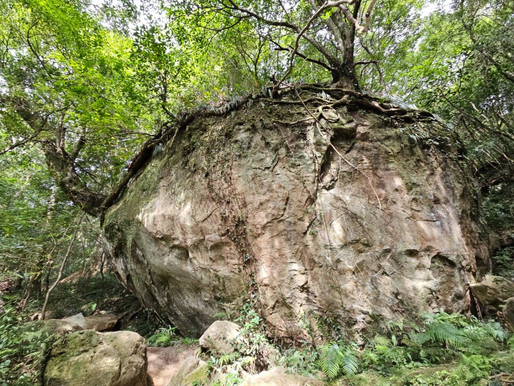 北得拉曼巨木步道-新竹縣尖石鄉封面圖