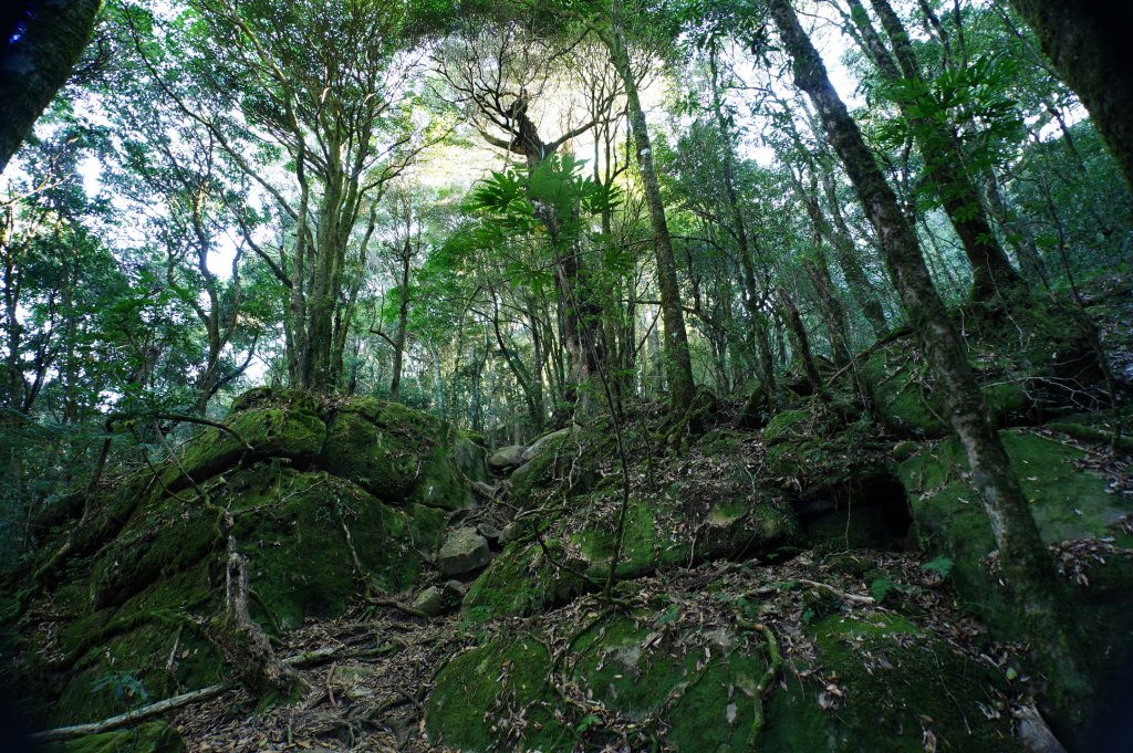 苗栗 南庄 加里山_2963405