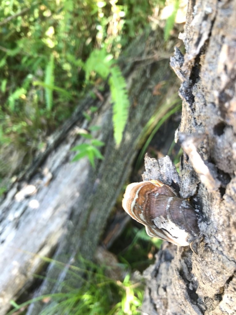 瓦拉米步道。蕨美的奇幻旅程_1483941