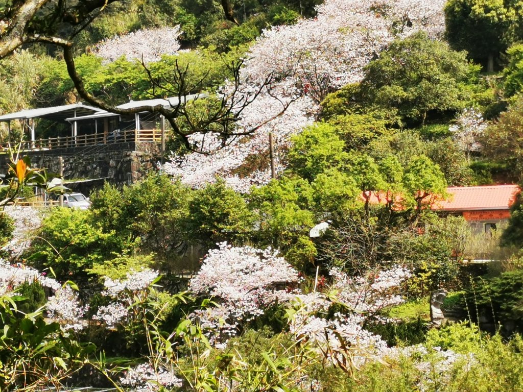 衝!最後一波的櫻花開_2074669