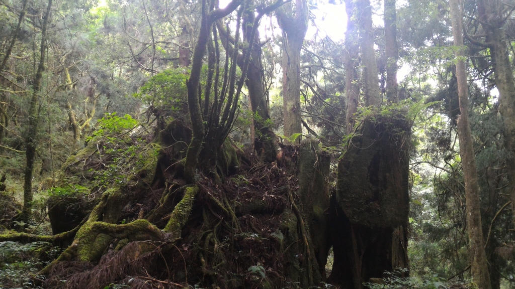 兒玉山、東水山連走_99627