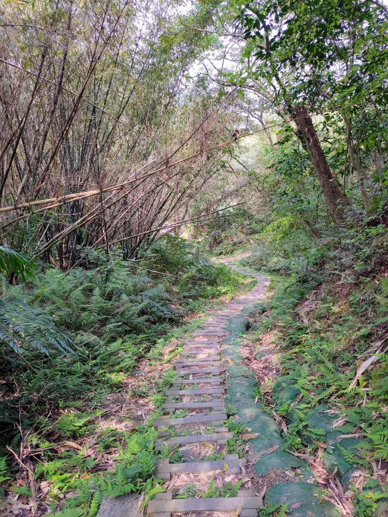 大棟山縱走(鶯歌上山佳下)_1319276