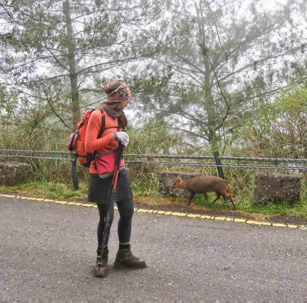 玉山主峰 四月雪 東埔山 杜鵑綻放_1663053