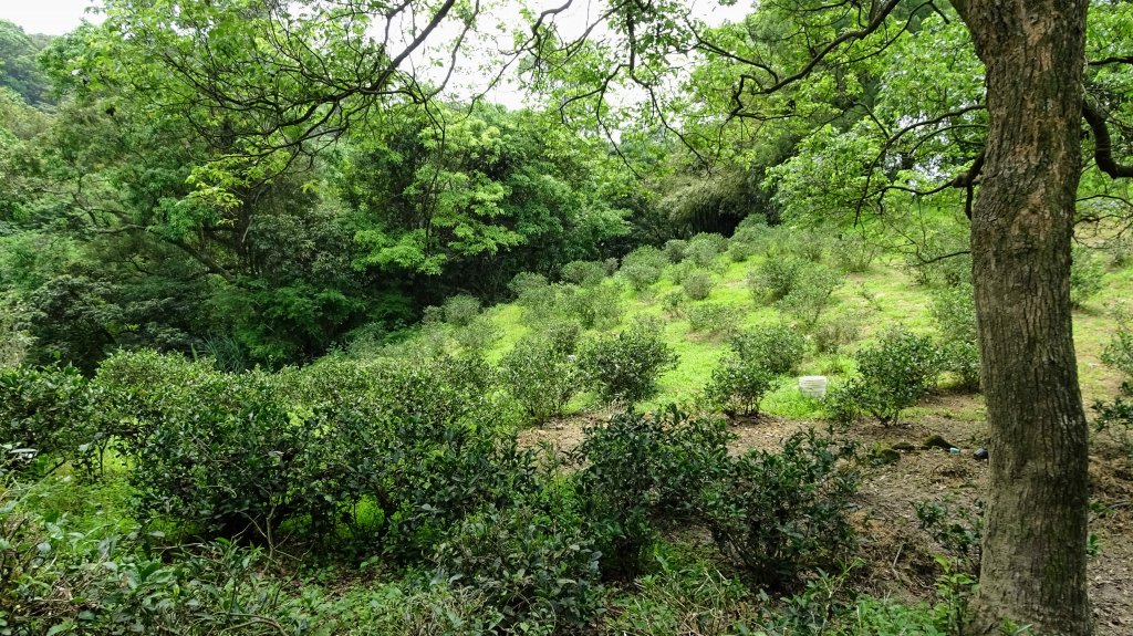 土城有桐花封面圖