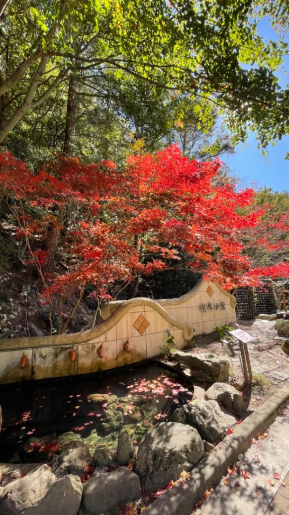 上武賞楓紅黃橙橙銀杏🍁_2667723