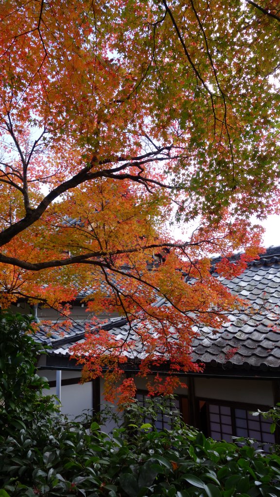 日本京都嵐山_651998