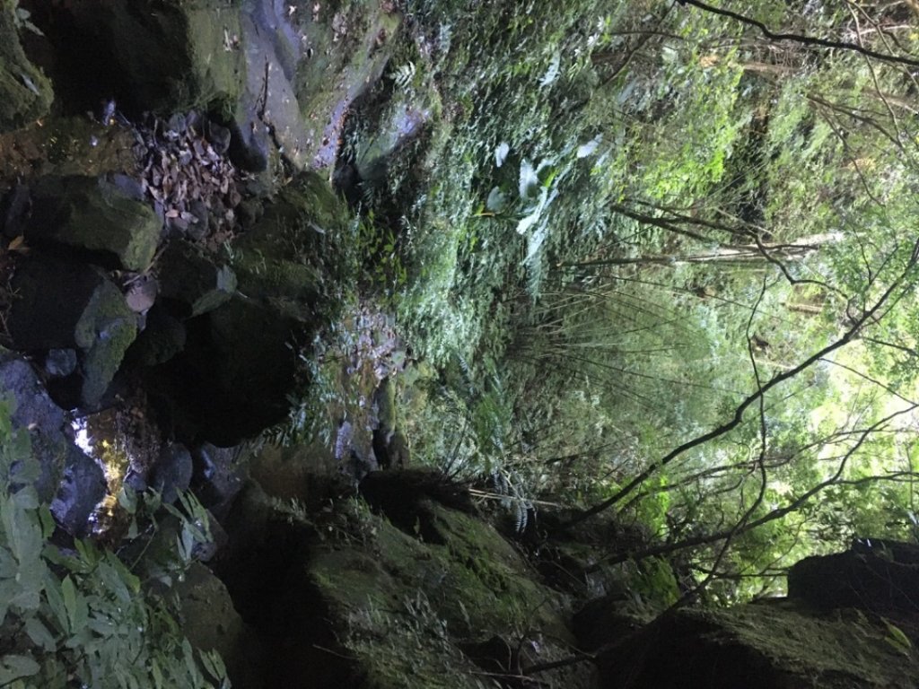 六寮崙山、雞罩山、白雞山8字走_2371052