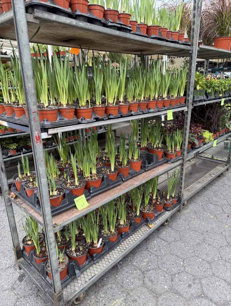 [紐約馬之行-02] 2025_1031 聯合廣場(Union Square)_2943386