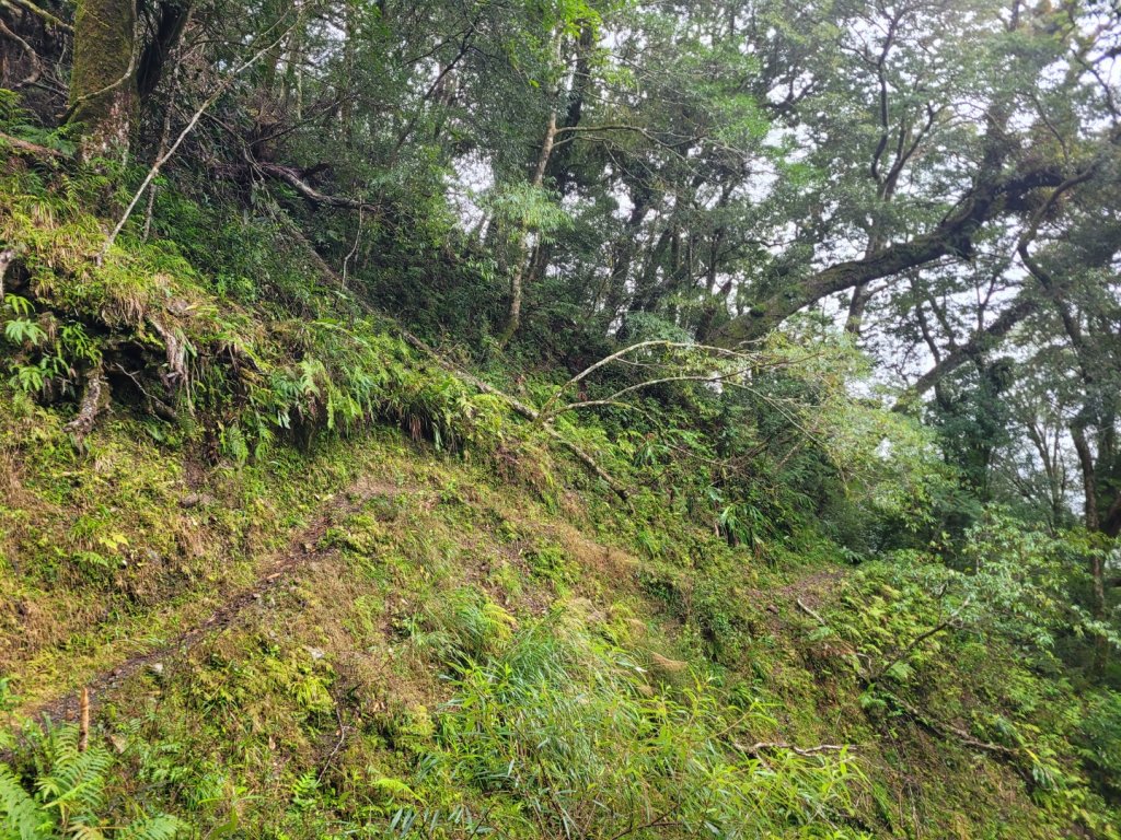 福巴越嶺古道 達觀山 檜山_2016686