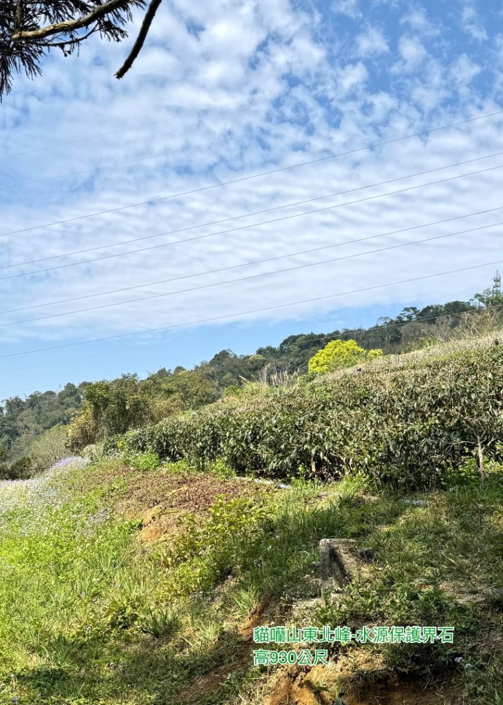 貓囒山(小百岳#49)走涵碧步道-向山森林三角點_2733277