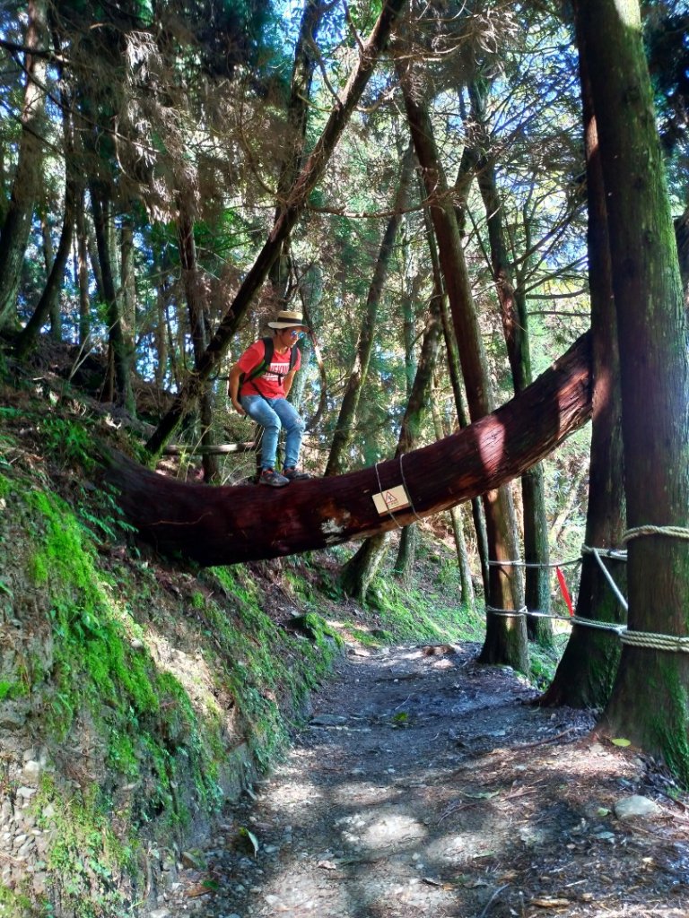 檜山巨木群步道_1662863