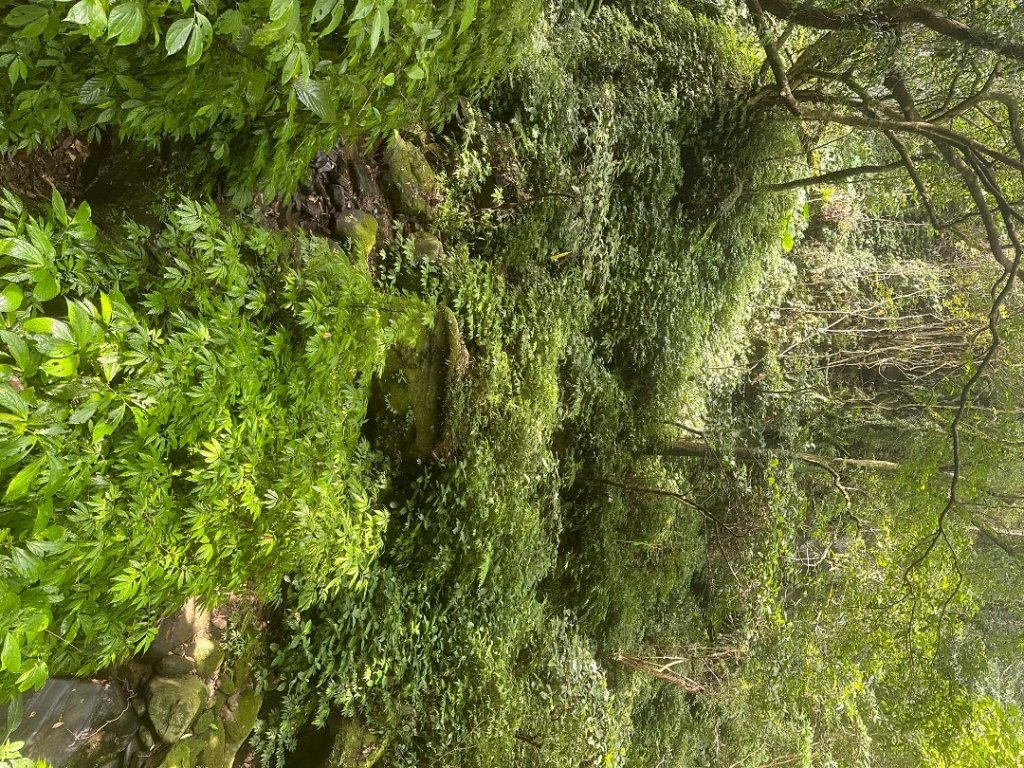 小百岳-012新北汐止-汐止大尖山_2600242