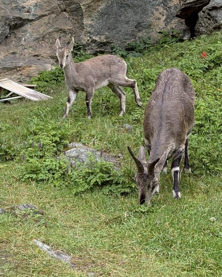 西藏♥️可愛動物🐎人物寫真/拉薩旅拍/美食_2902958