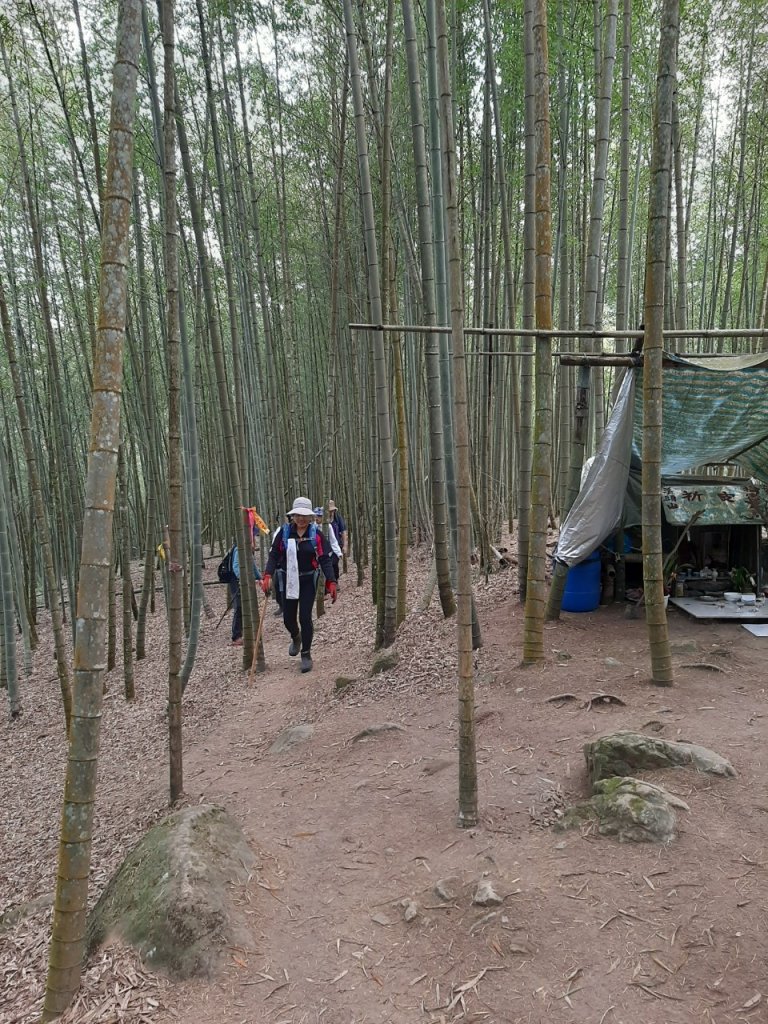 溪頭山、竹崙山、志騰山3山連走_1484366