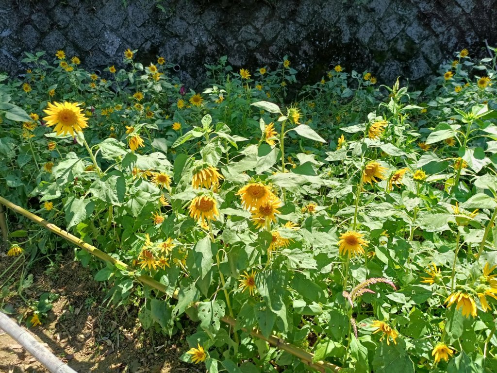 大縱走第七段-茶香縱走_1474578