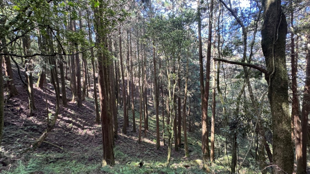 水漾森林+瞑月神木_2768883